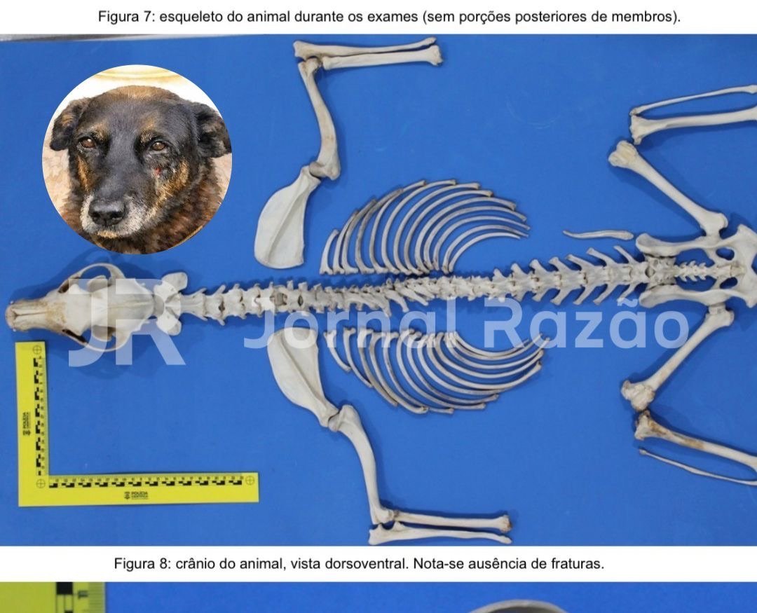 Esqueleto do cão Orelha durante exumação realizada pela Polícia Científica