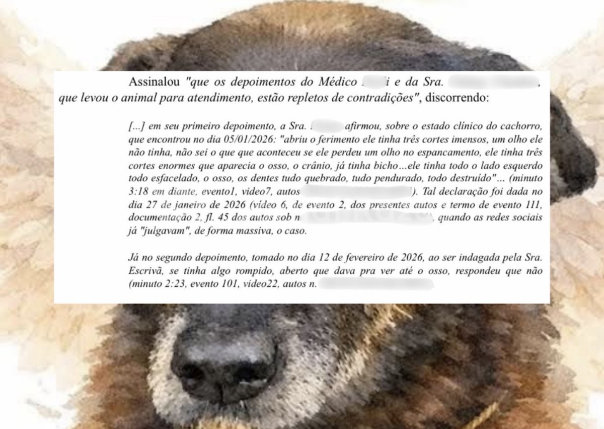 Trecho da sentença que arquivou o caso Orelha cita contradições no depoimento da cuidadora que levou o cão à clínica veterinária