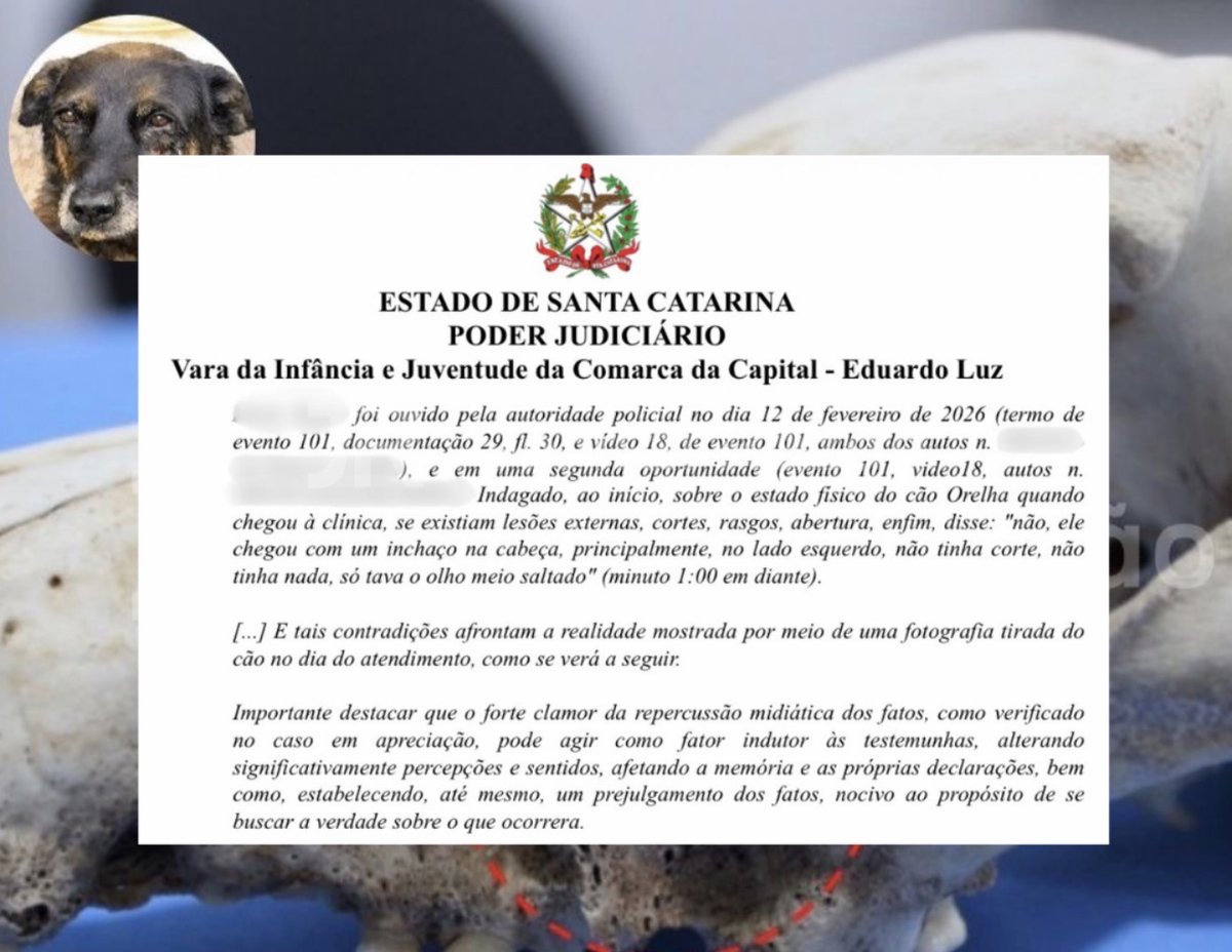 Trecho da sentença que arquivou o caso Orelha cita o depoimento do veterinário que atendeu o cão na clínica