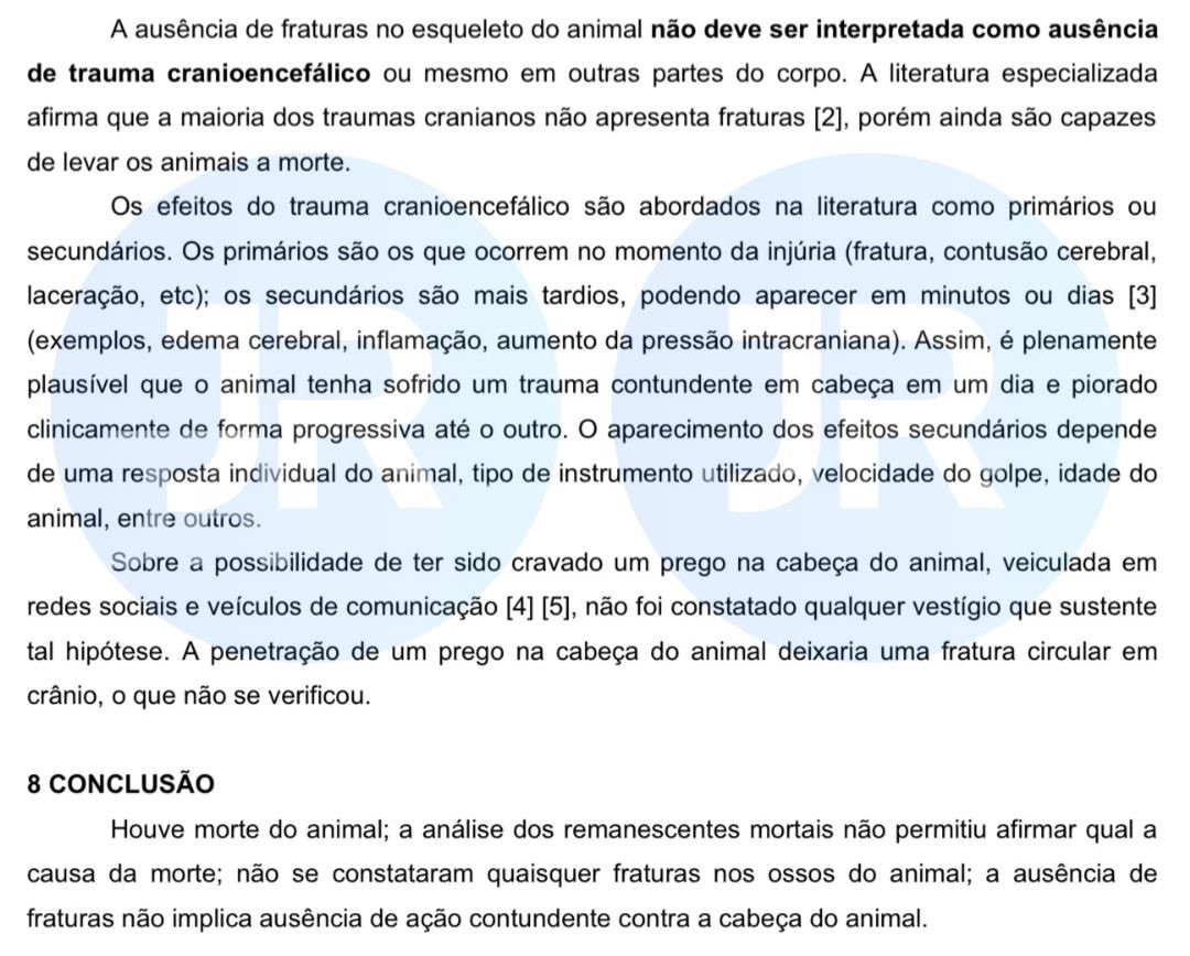 Conclusão do laudo da Polícia Científica de SC sobre a morte do cão Orelha