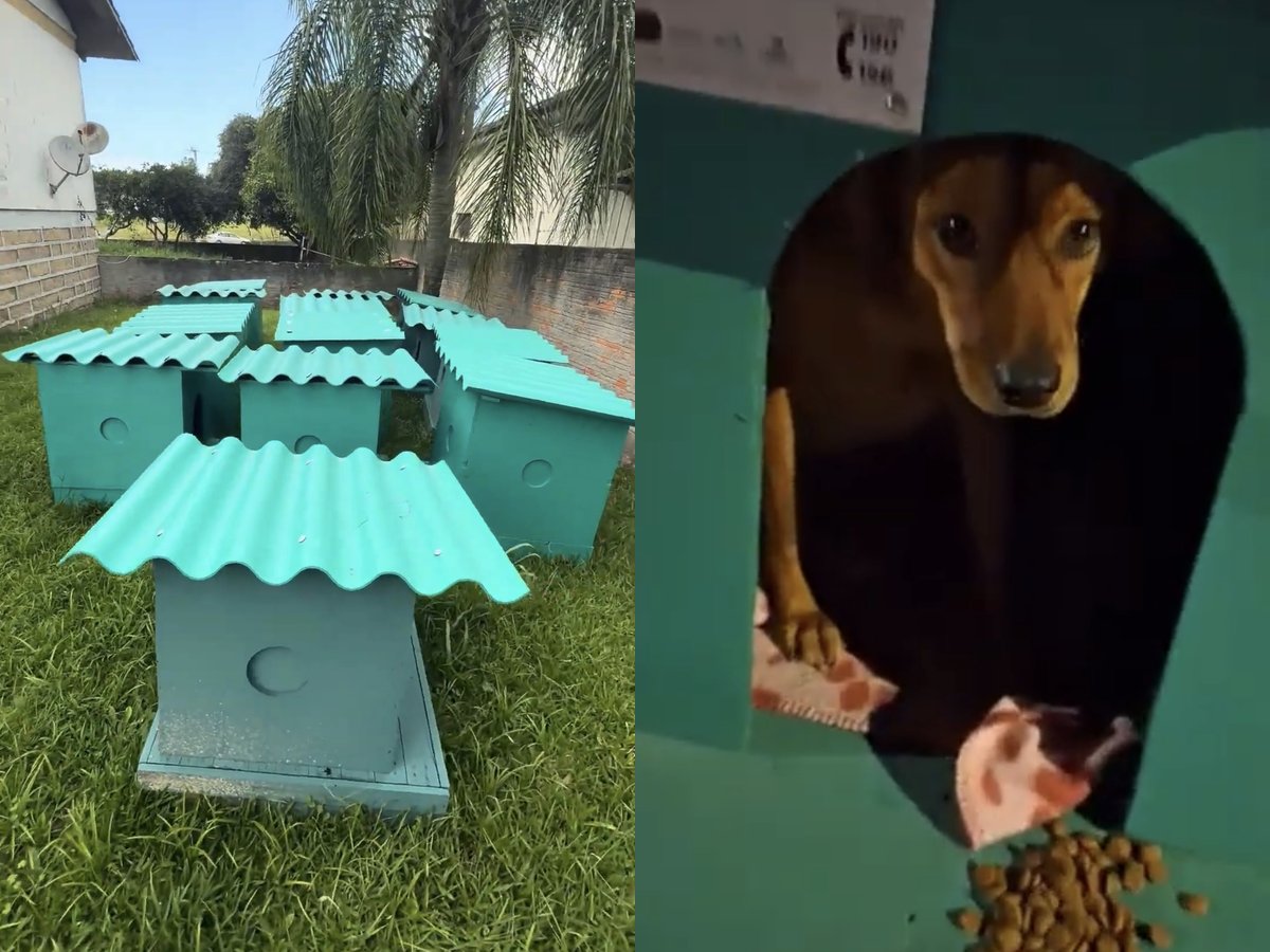 Presos fabricaram casinhas que protegem cães de rua do frio intenso em SC