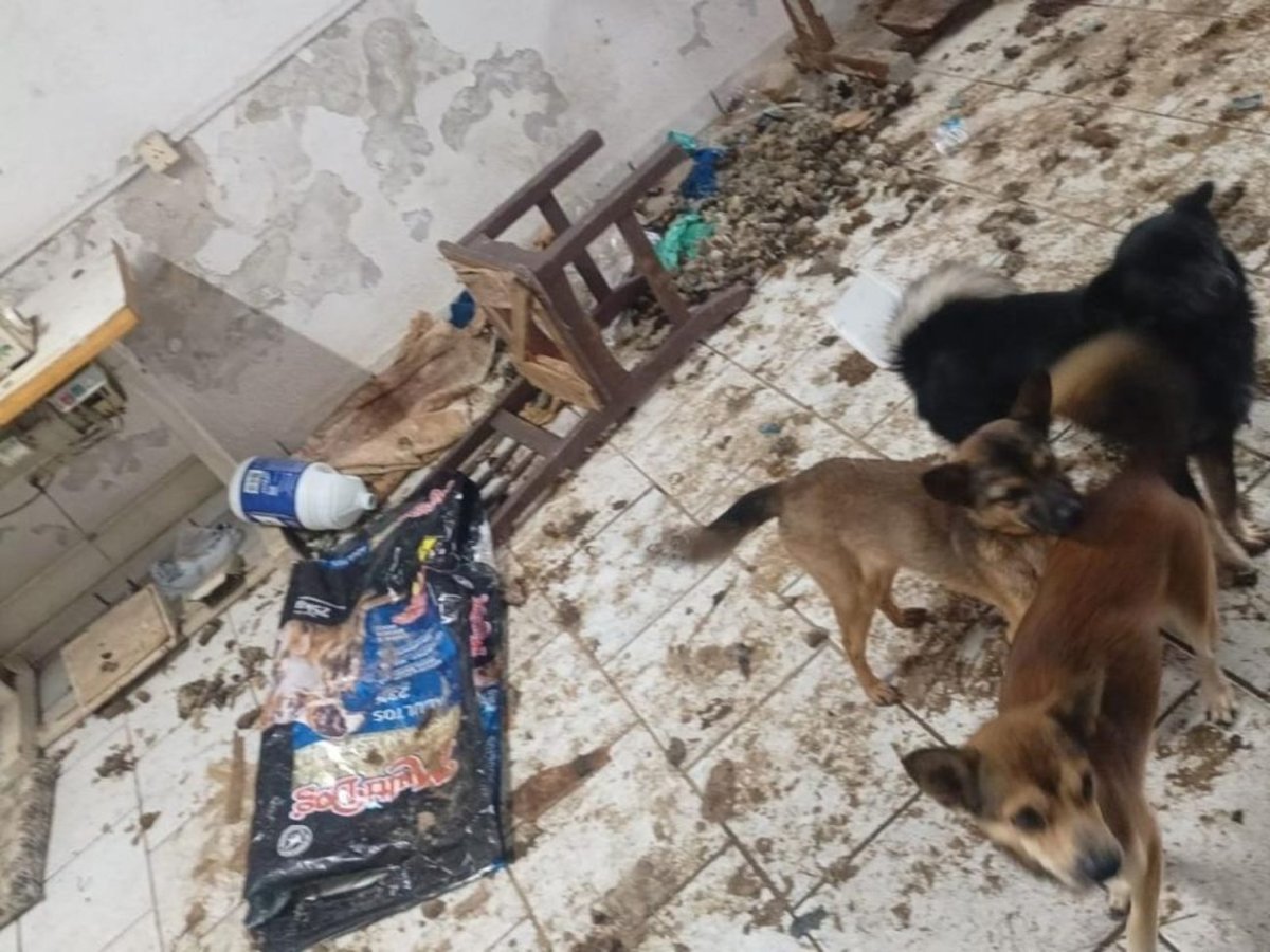 Animais foram encontrados em situação de severa precariedade na casa do bairro Tapajós, em Indaial. Foto: Divulgação/Polícia Militar