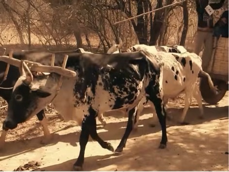 A USATI e o carro de boi: dois tempos da economia rural de Tijucas