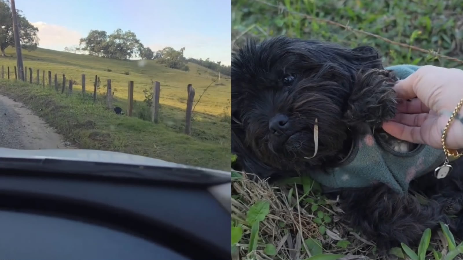 VÍDEO: O inesperado aconteceu com a cadelinha abandonada em estrada de Camboriú