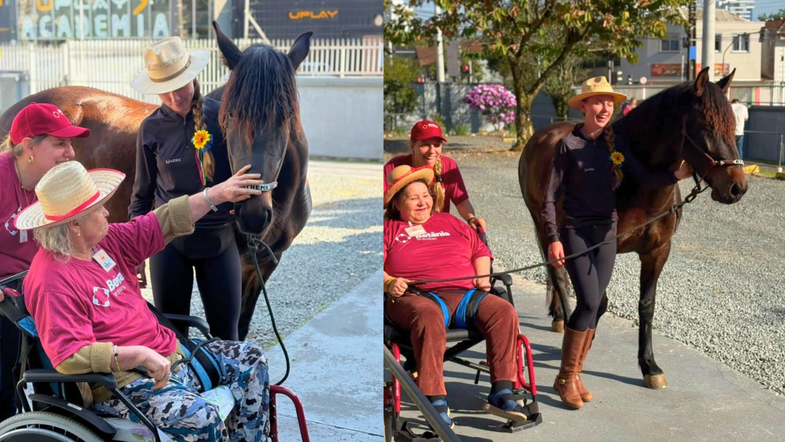 Cavalos Resgate e Athena visitam idosos em Joinville e viraram terapia contra a solidão