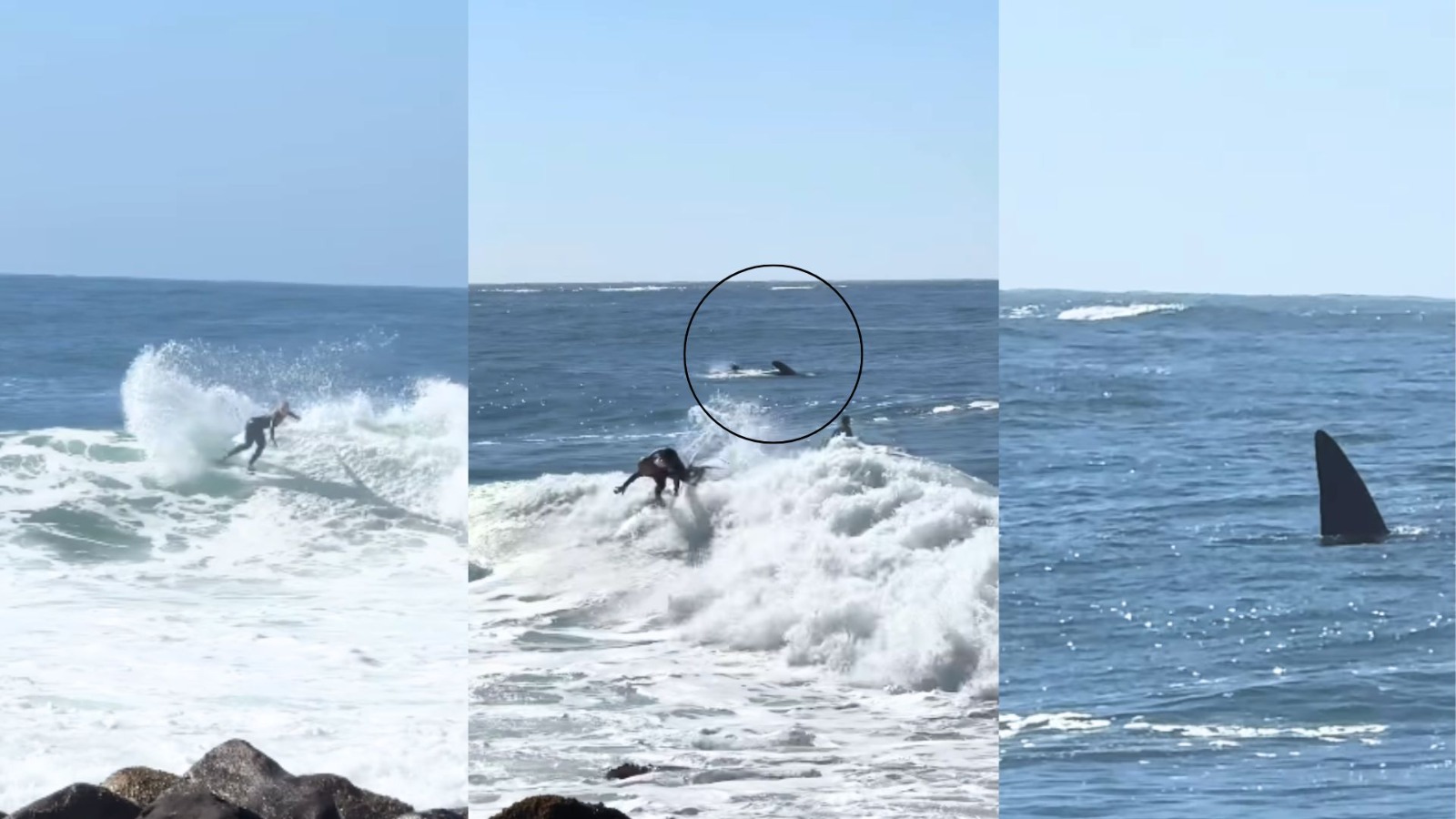 'Pude dividir umas ondas': surfista registrou encontro com baleia-franca em SC