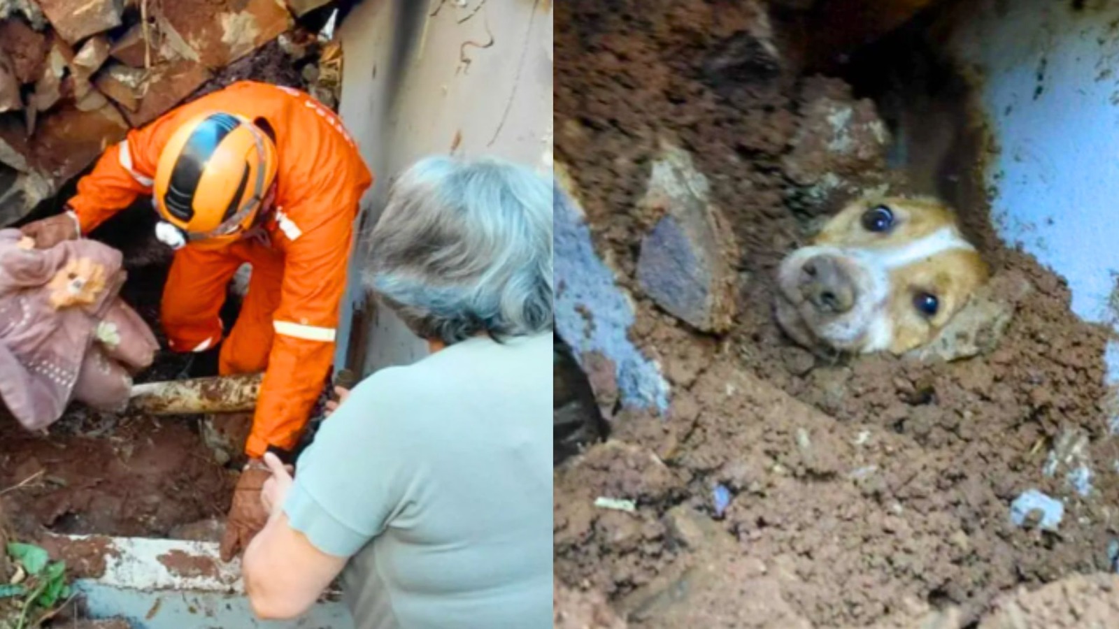 Após 20h sob escombros de um muro, cão foi salvo graças aos latidos