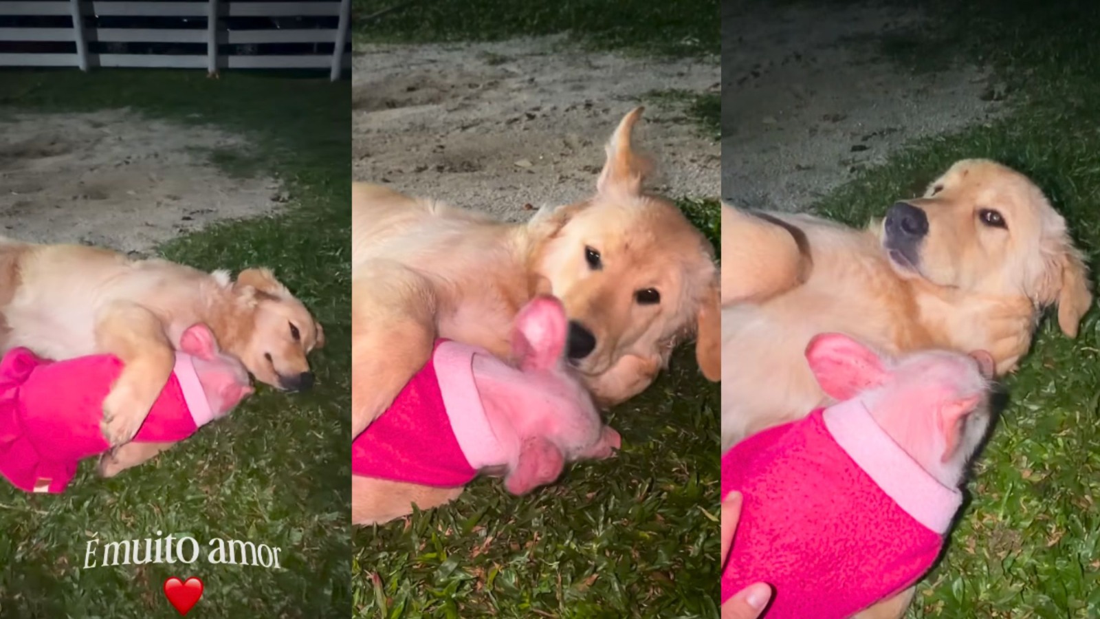 De chiqueiro a 'urso de pelúcia': porquinha com roupinha rosa e Golden Retriever encantaram SC